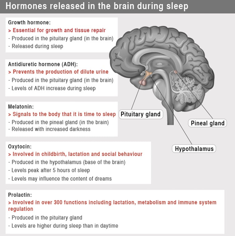  اثر هورمون ها بر خواب